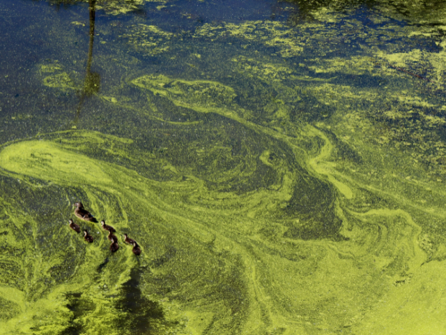 Ducks swimming in green algae and water. 