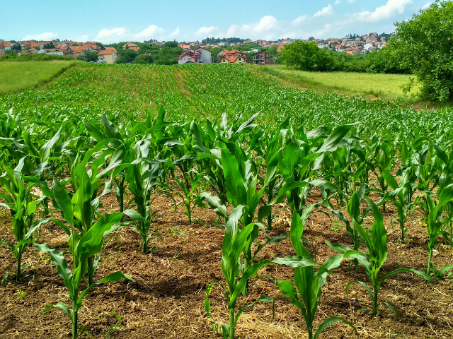 rows of green corn stalks. 