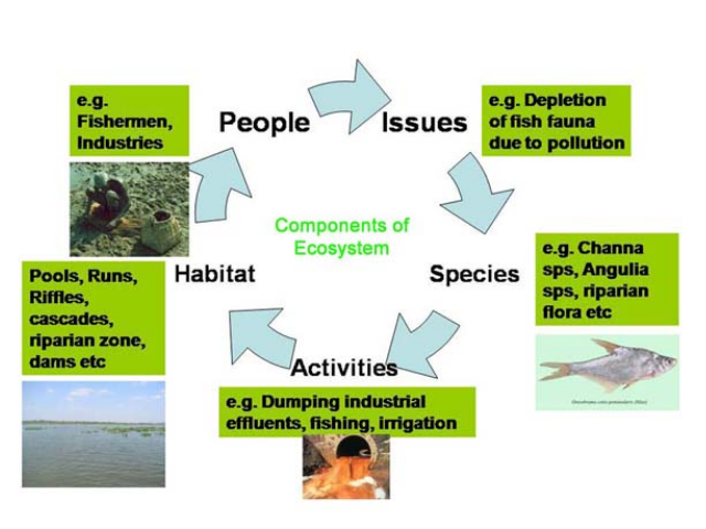Components of Ecosystem 