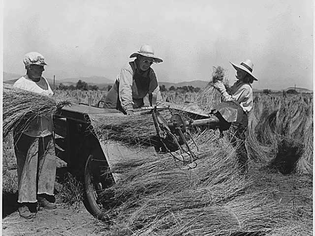 Three people put straw on a wagon. 