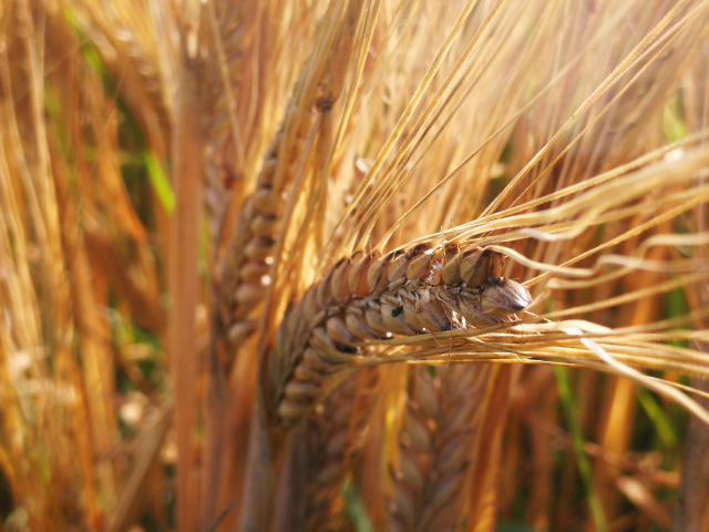 Wheat with seeds.