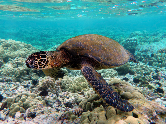 A brown turtle in the water next to rocks. 