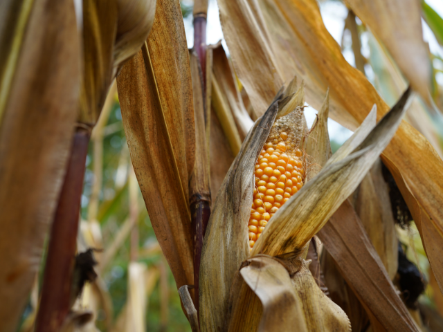 Golden husk encases an ear of corn
