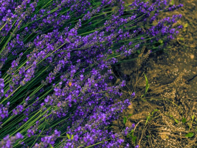 plants with deep purple flowers
