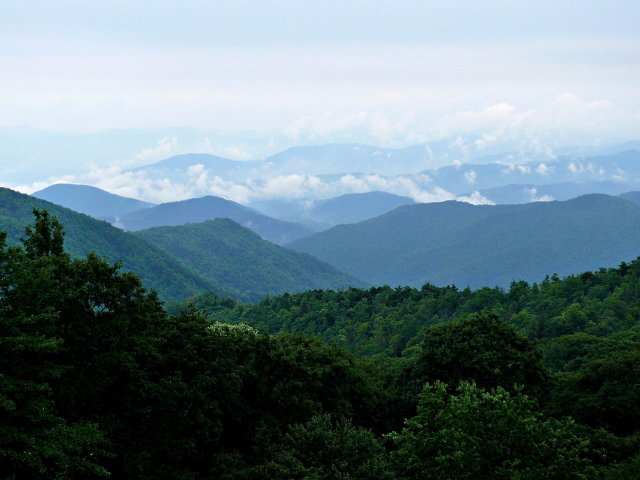A dark green forest with the blue mountains in the background. 
