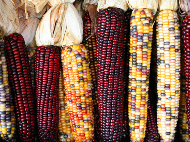 different ears of corn in shades of red, black, gold, and light yellow