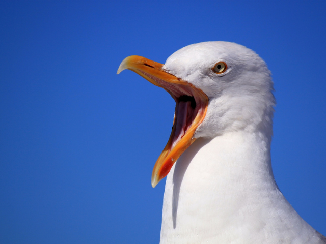White bird with a opened orange beak