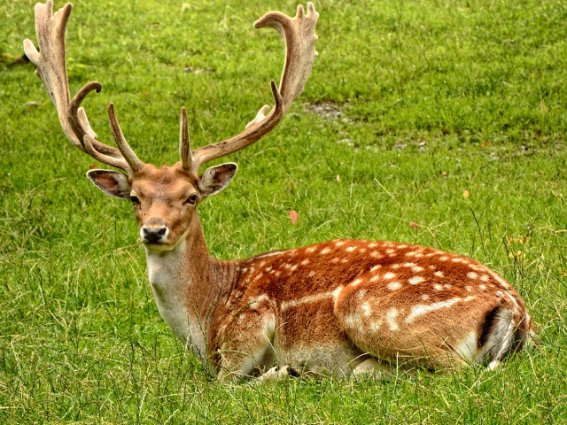 Brown deer with white spots lay on a grass field 