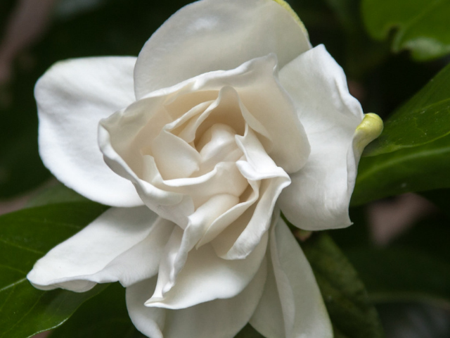 A white Gardenia flower