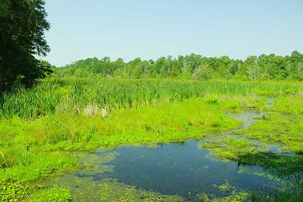 Former rice fields, now overgrown with coastal marshland plantlife, at the Caw Caw Interpretive Center near West Ashley, South Carolina.